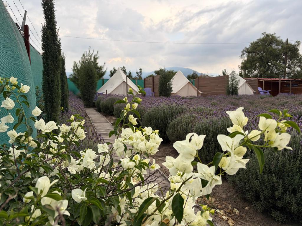 a garden with white flowers and tents in the background at Glamping Rincón de Lavanda in Texcoco de Mora