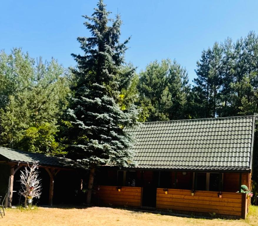 a wooden cabin with a large pine tree behind it at Park Poleski - Sosnowe Zacisze in Grabniak