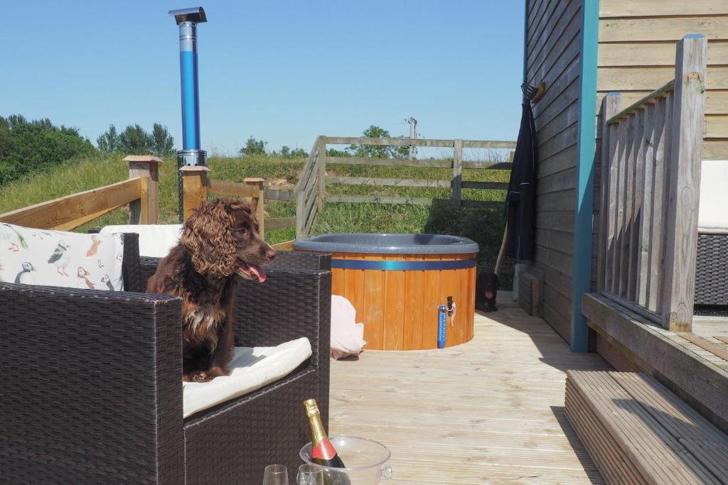 a dog sitting in a chair on a patio at Berrington Beach Hut in Berwick-Upon-Tweed