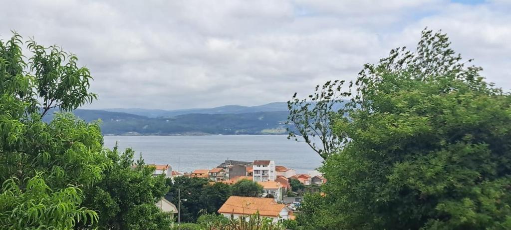 a group of birds perched on the tops of trees at Meraki in Finisterre