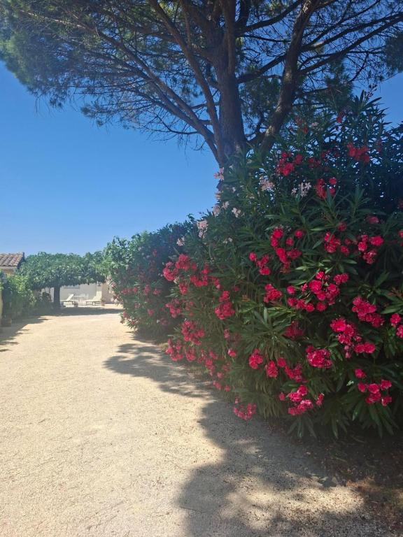 a row of pink flowers on a bush with a tree at Bienvenue en Provence in Monteux