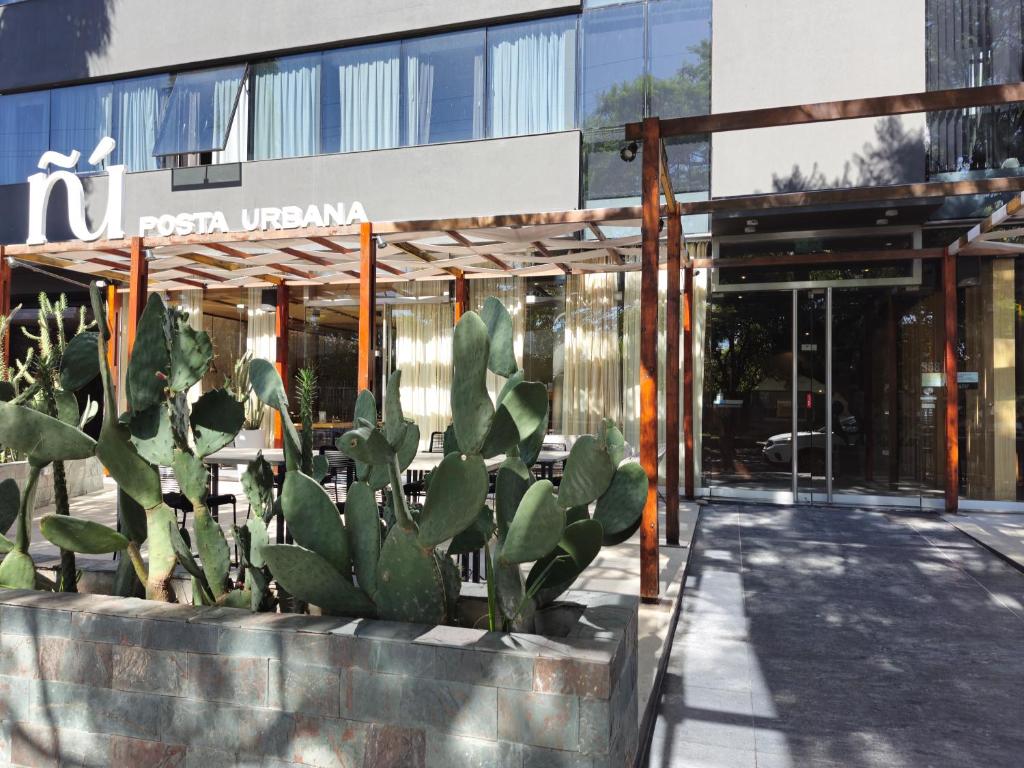 a group of cactuses in front of a building at ÑU Posta Urbana Hotel Boutique in Córdoba