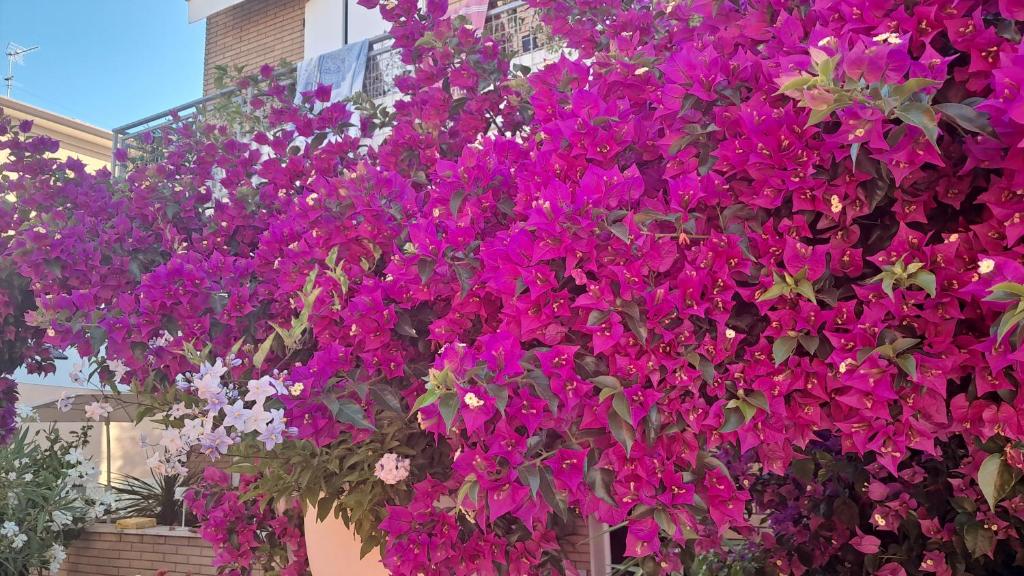 a bunch of purple flowers hanging from a building at Bouganvillea in Senigallia