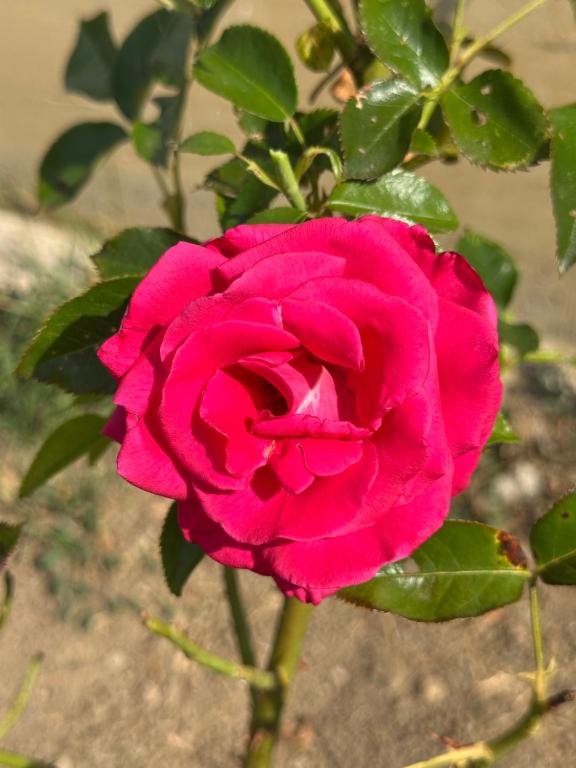 Au parfum des roses - Camera Doppia Con Bagno Privato