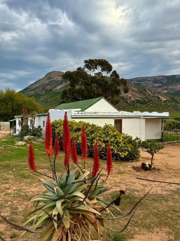 a plant with red flowers in front of a house at Verbe Farm Accommodation in Kamieskroon