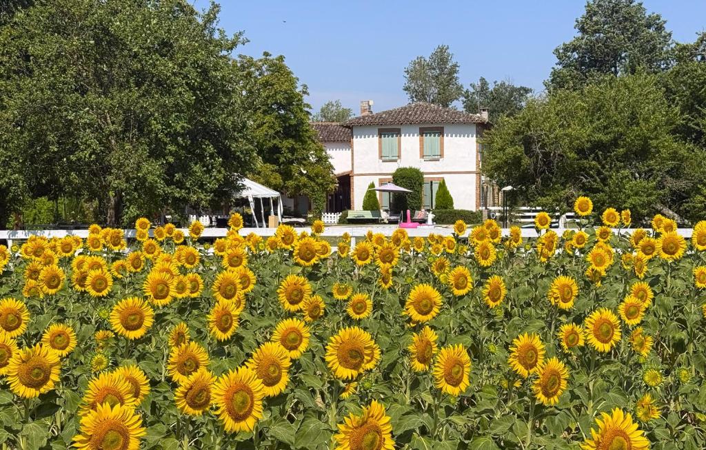 a field of sunflowers in front of a house at residence la Salamandre kamers in Rabastens