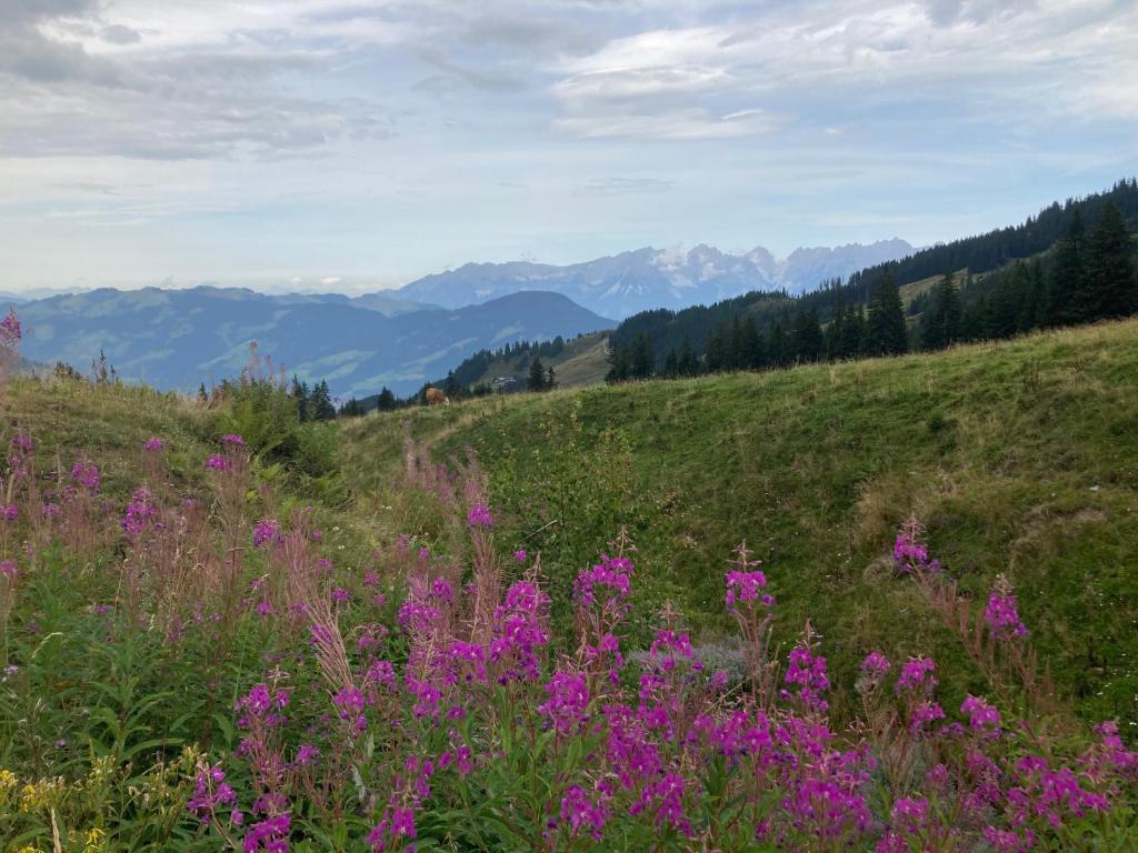 a field of purple flowers on a hill with mountains at Sissy Appartment in Kössen