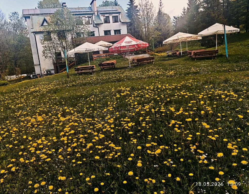 a field of yellow flowers in front of a building at Wróbelek in Wetlina