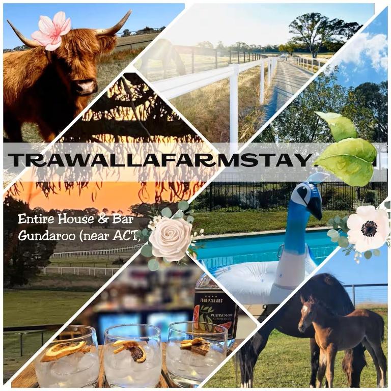 a collage of photos with a cow and a drink at Trawalla Farm Stays - Entire House and Large Pool Bar - Perfect for Groups in Bywong