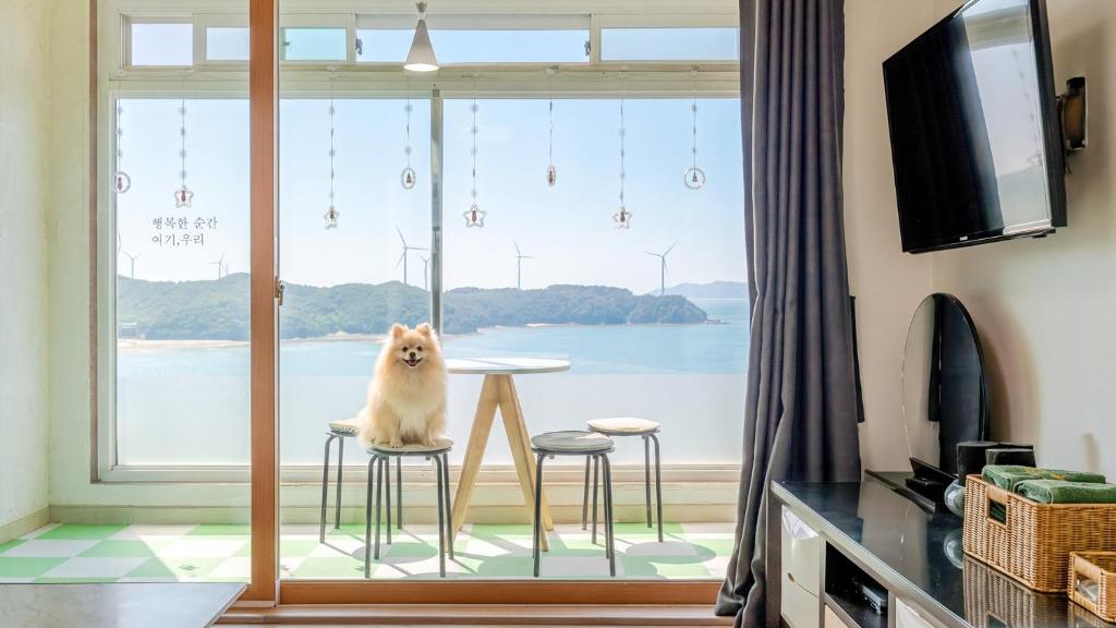 a dog sitting on a table in front of a window at Yeongheungdo noeul&bada pension in Incheon
