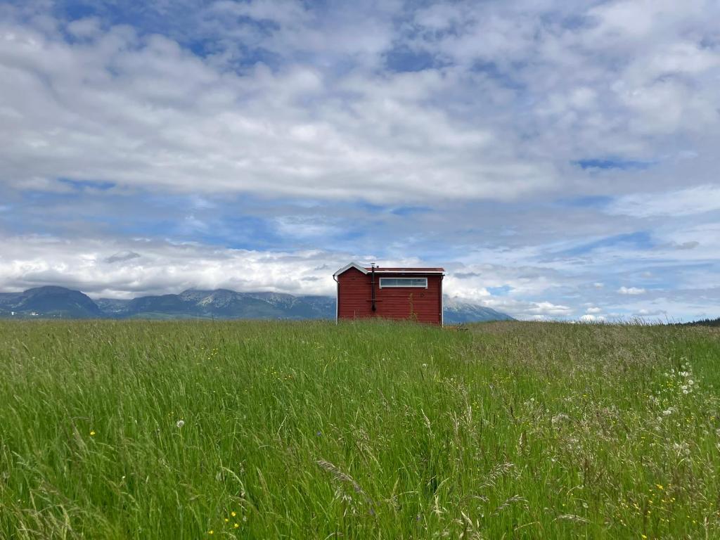a smallshed in a field of tall green grass at TinyHouse pod Tatrami in Nižná Šuňava