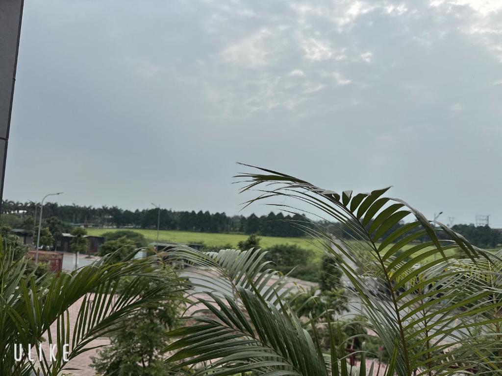 a group of palm trees with a field in the background at Lala hotel in Phủ Từ Sơn