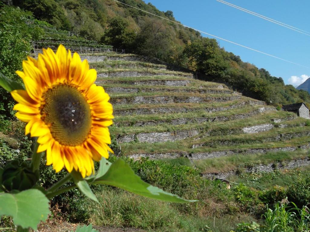 a sunflower sitting in front of a stone steps at Guesthouse By Wild in Linescio