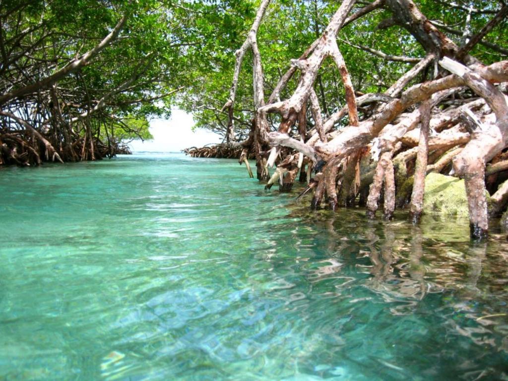 a body of water with a bunch of trees in it at Los Pinos House in Yauco