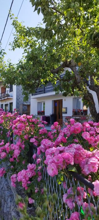 ein Strauß rosa Blumen vor einem Haus in der Unterkunft "Cattus" studio apartman in Fužine