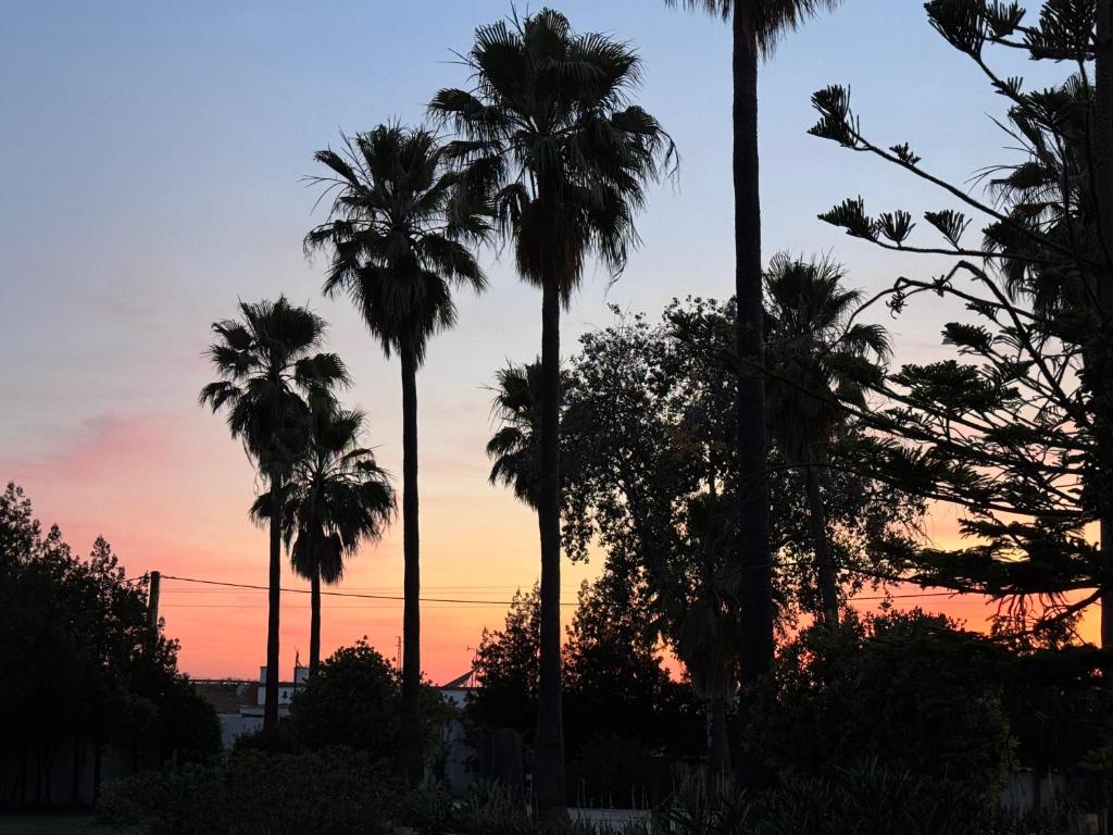 a group of palm trees in front of a sunset at Finca Los Olivos & spa, animaux in Utrera