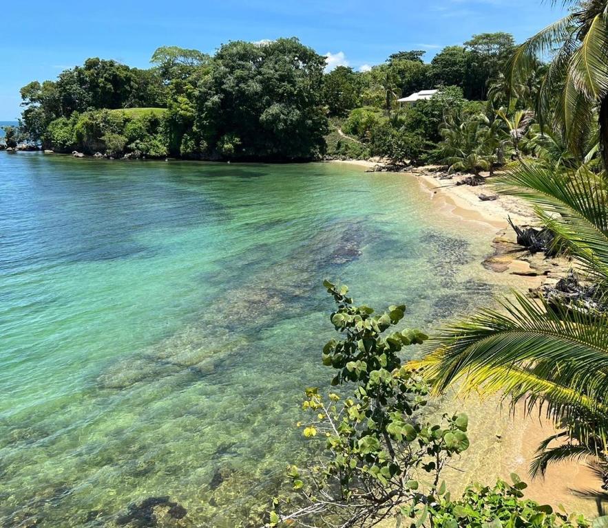 a beach with clear water and trees on it at Spot on Drago in Bocas Town