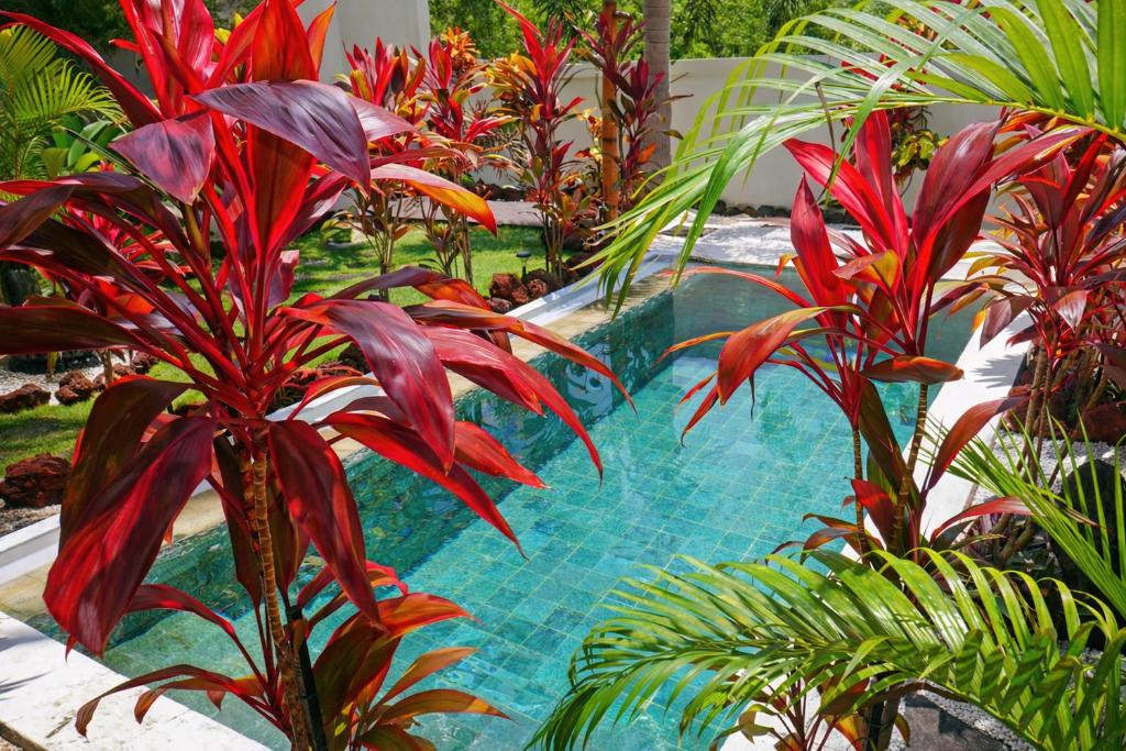 a swimming pool with red plants in a garden at Hakuna Matata Bali Villas in Uluwatu