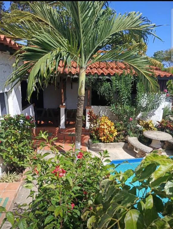 a palm tree in front of a house with a swimming pool at Toucherit Standar triple in La Asunción