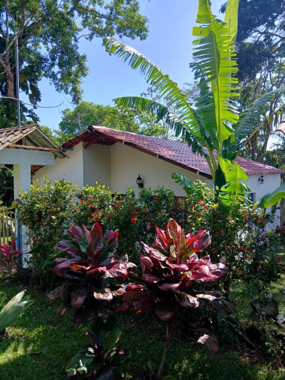 a house with a bunch of plants in front of it at PETIT PARADIS CABAÑA Catemaco Rainforest Nature in Catemaco
