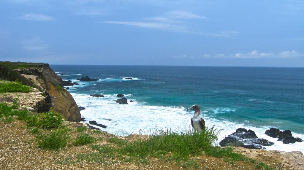 a bird standing on a cliff near the ocean at Bosque Marino Ecolodge in Puerto López