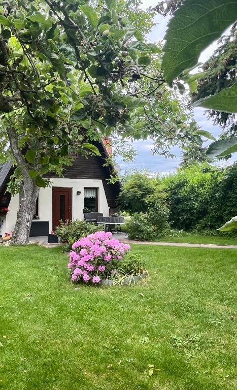 a house with pink flowers in the yard at First Tee am Rosarium in Sangerhausen