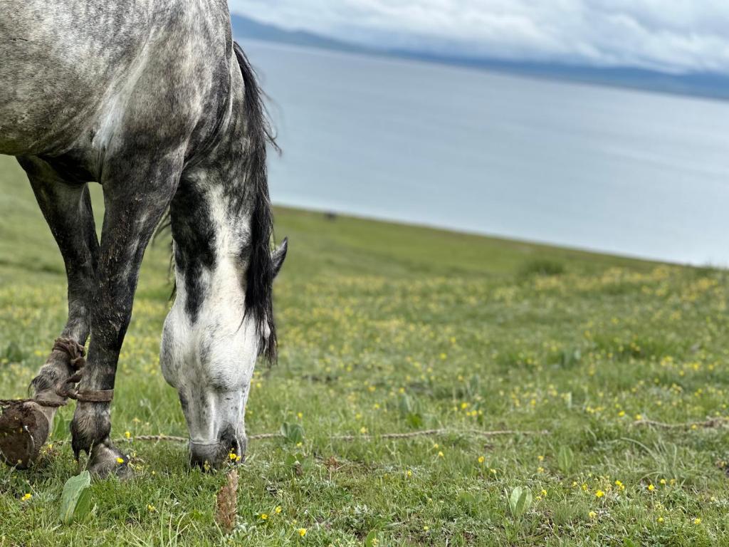 a black and white horse grazing in a field at House in Kyzart
