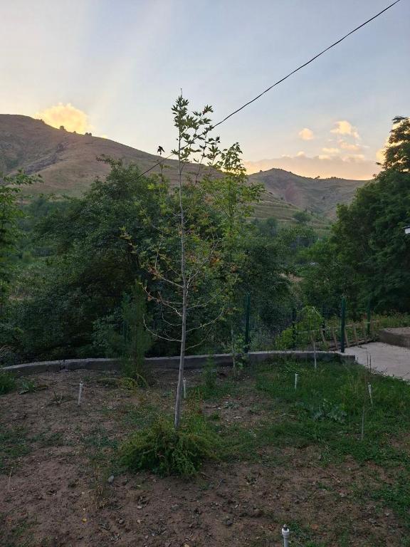 a tree sitting in the middle of a field at Flat in mountains in Yangiobod