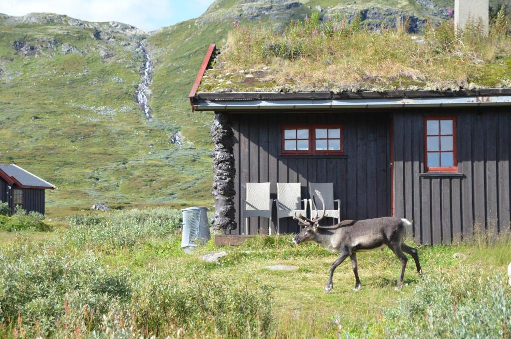 a deer walking in a field in front of a building at Tyinholmen hytter in Eidsbugarden