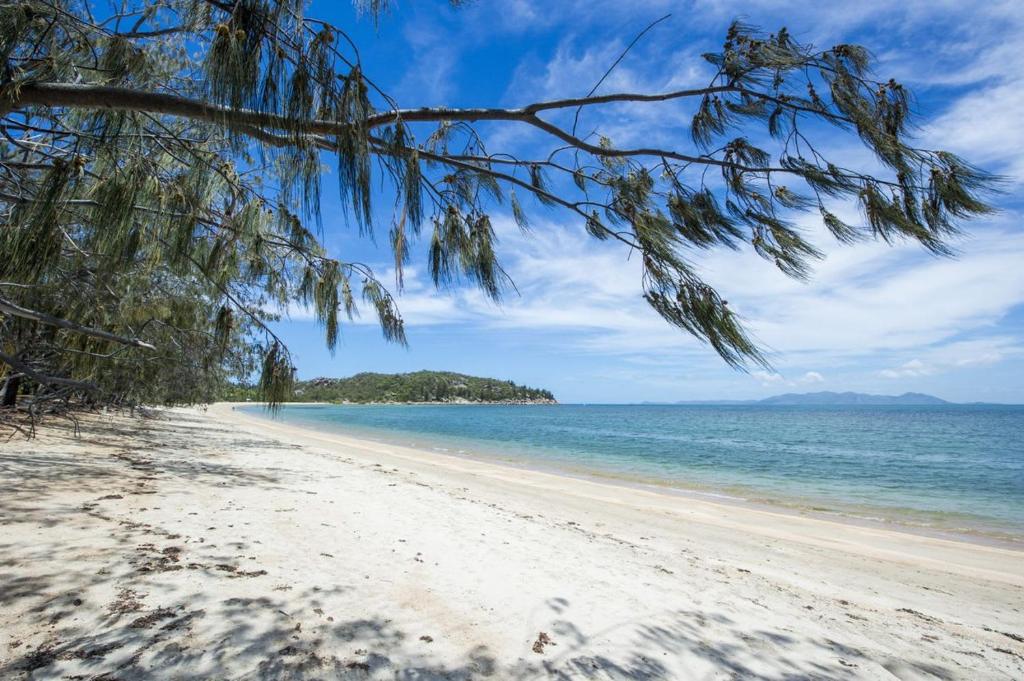 a view of a beach with a tree hanging over it at Azure on Geoffrey Bay in Arcadia