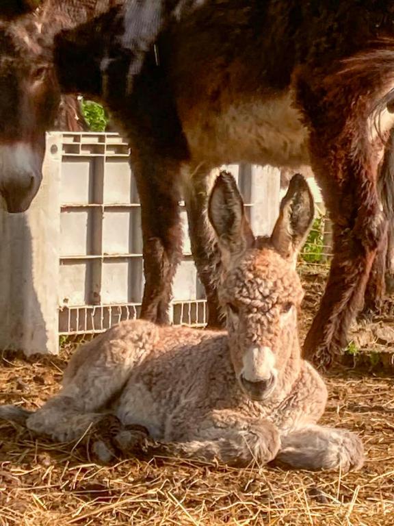 a baby kangaroo laying on the ground under a cow at Agriturismo la fornace in Como