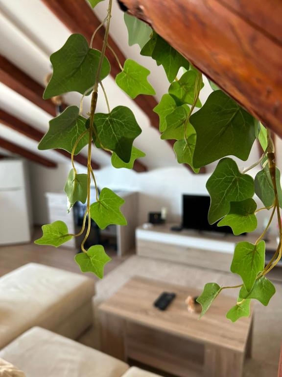 a leafy plant hanging from a ceiling in a living room at Moon Light-free parking in Rijeka