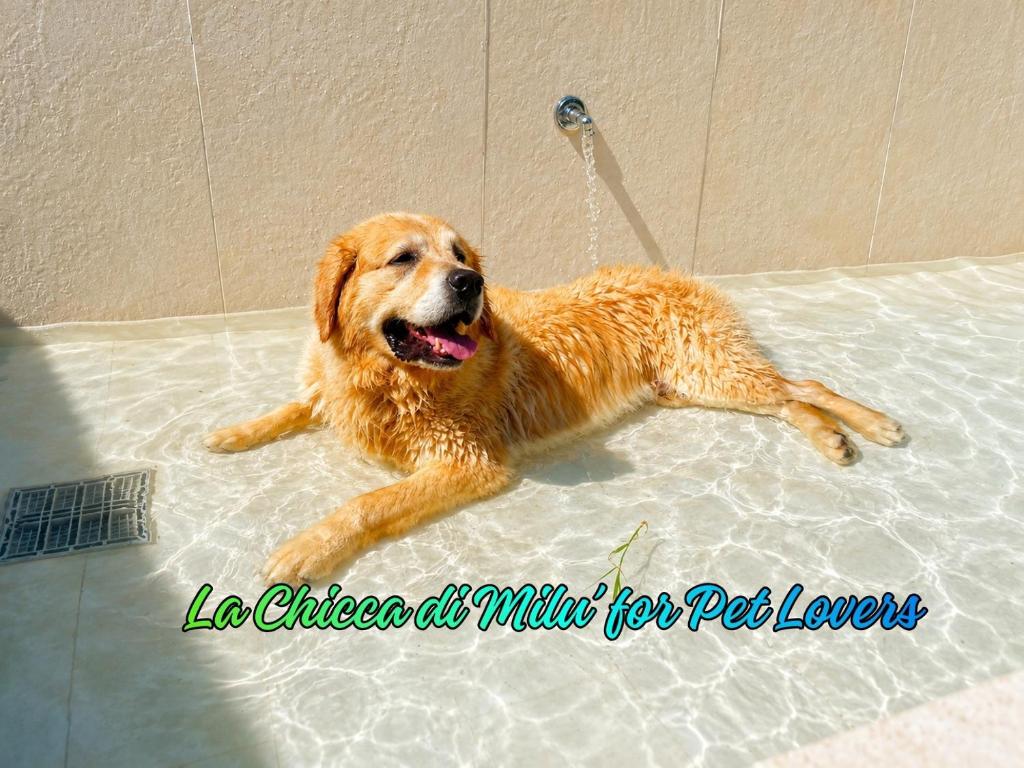 B&B La Chicca di Milu' for Pet Lovers, un'oasi pet-friendly tra mare e campagna