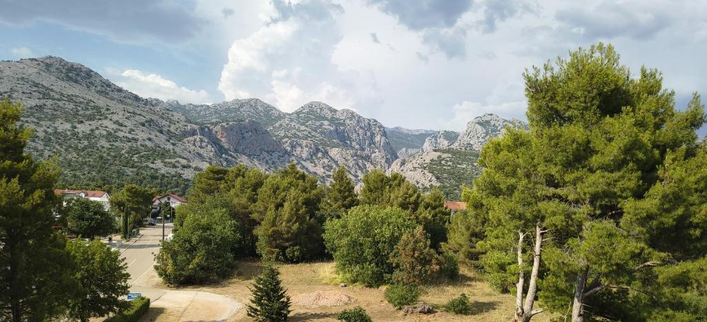 a forest of trees with mountains in the background at Apartmani Nina in Starigrad