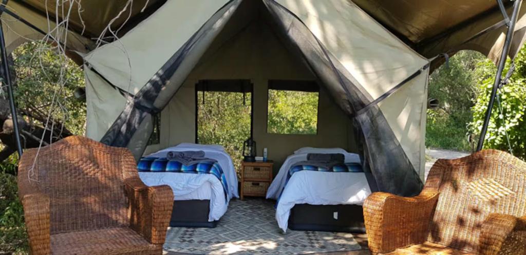 a tent with two beds and two chairs at The Bell Frog Inn in Maun