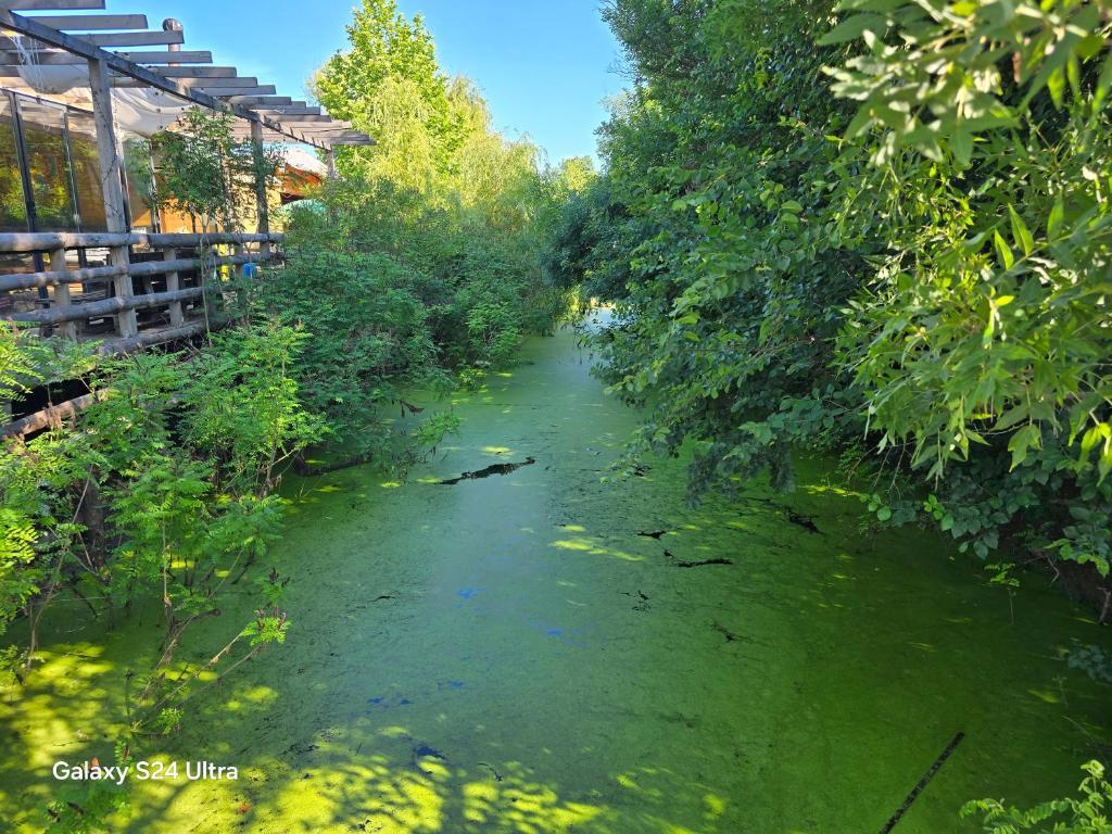 a river filled with green water with trees at Royal hammock-Kralski hamak in Chernomorets