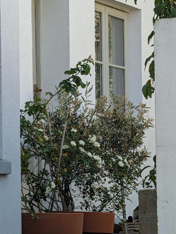 a potted plant sitting in front of a window at Rusthall Prospect House in Speldhurst