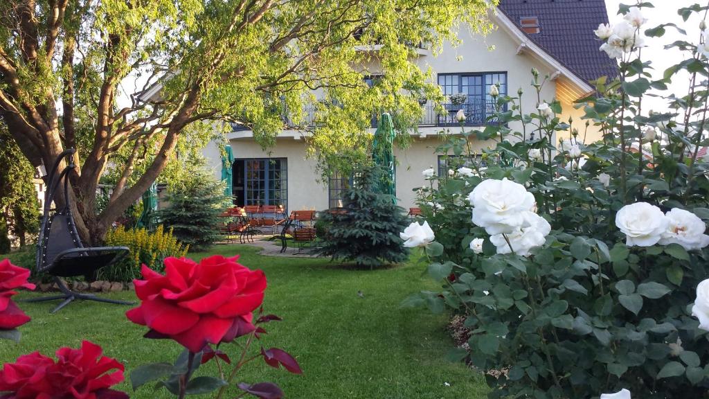 un jardin avec des roses rouges et blanches et une maison dans l'établissement Villa Westfalia Guest House, à Târgu Secuiesc