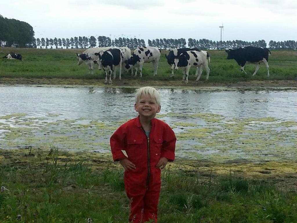 a young boy standing in front of a herd of cows at De Graanzolder in Hoofdplaat