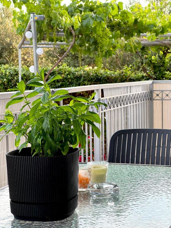 a potted plant sitting on a table with a drink at Nefeli's apartment in Vonitsa