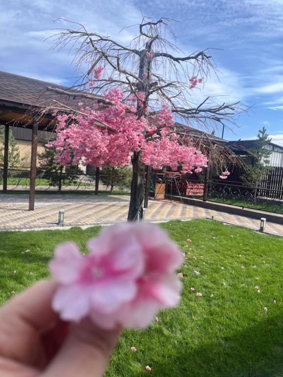 a person holding a pink flower in front of a tree at Dream house in Türgen