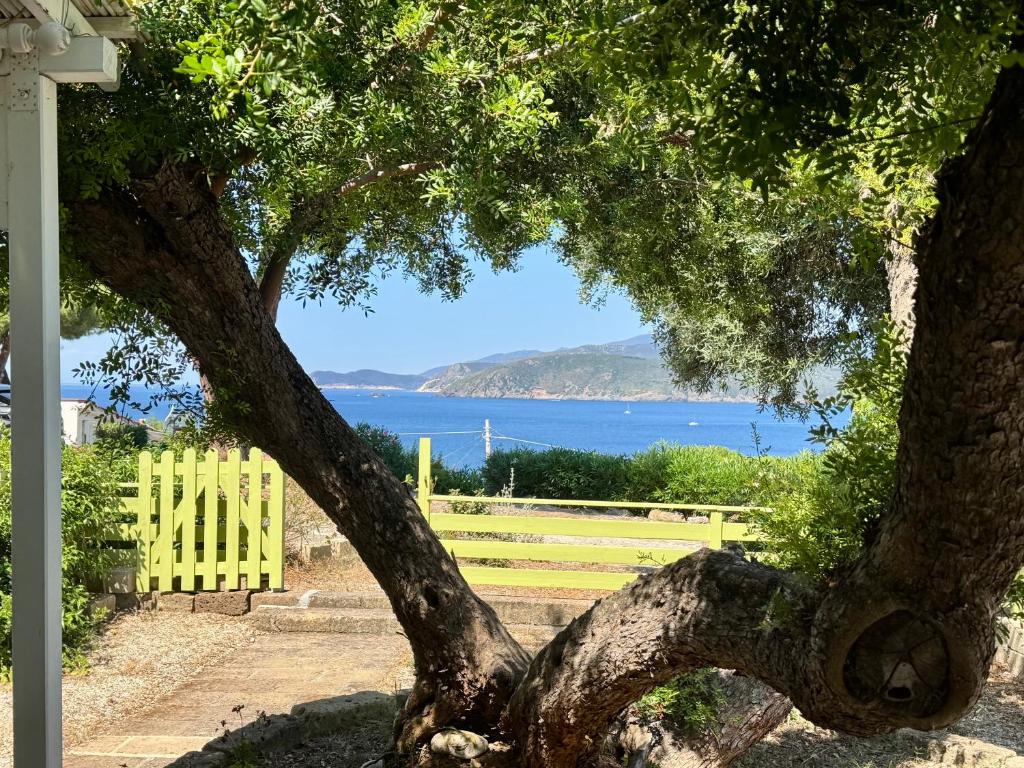 a tree with a view of the ocean at Colibrì by SolturElba in Capoliveri