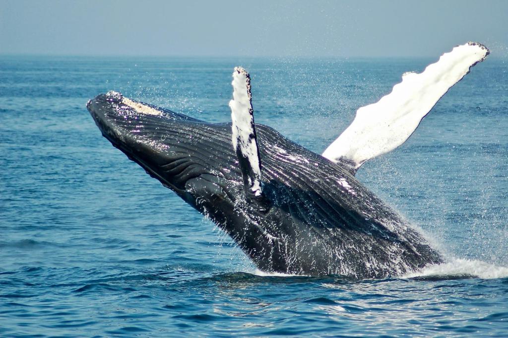 a whale flipping its tail in the water at Byron Central Apartments in Byron Bay