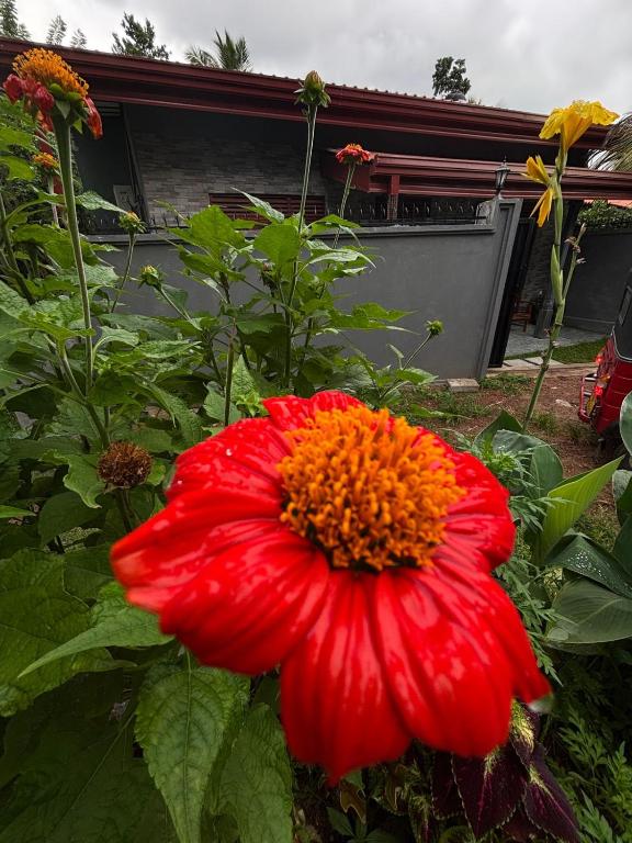 a red flower in front of a house at Casa Bella Home in Ja-Ela
