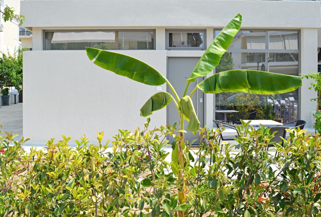 a large green plant in front of a building at Downtown apartment - Signature in Kamena Vourla