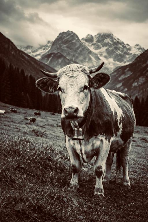 a cow standing in a field with mountains in the background at Ferienwohnung Grecht in Uffing