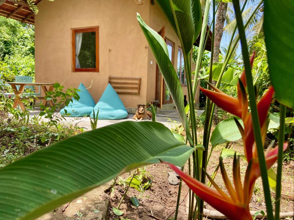 a house with two blue pillows in a garden at Hello Homestay in Galle