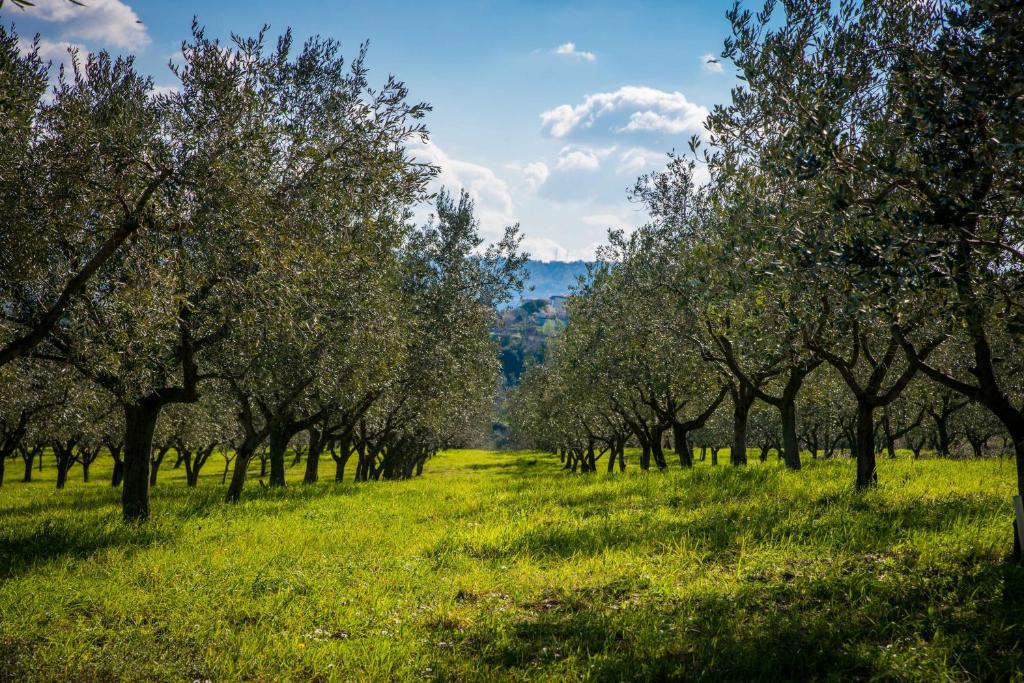a row of trees in a field with green grass at Hotel Cliff Belvedere in Izola