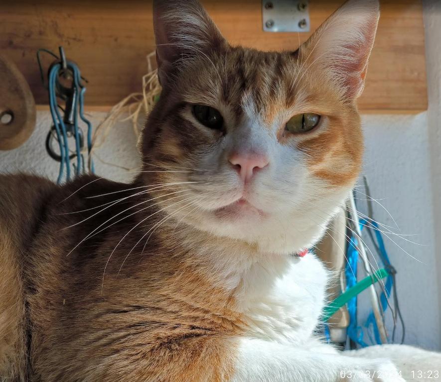 an orange and white cat sitting on a table at Residencia Quinta do Poço Guesthouse in Sagres
