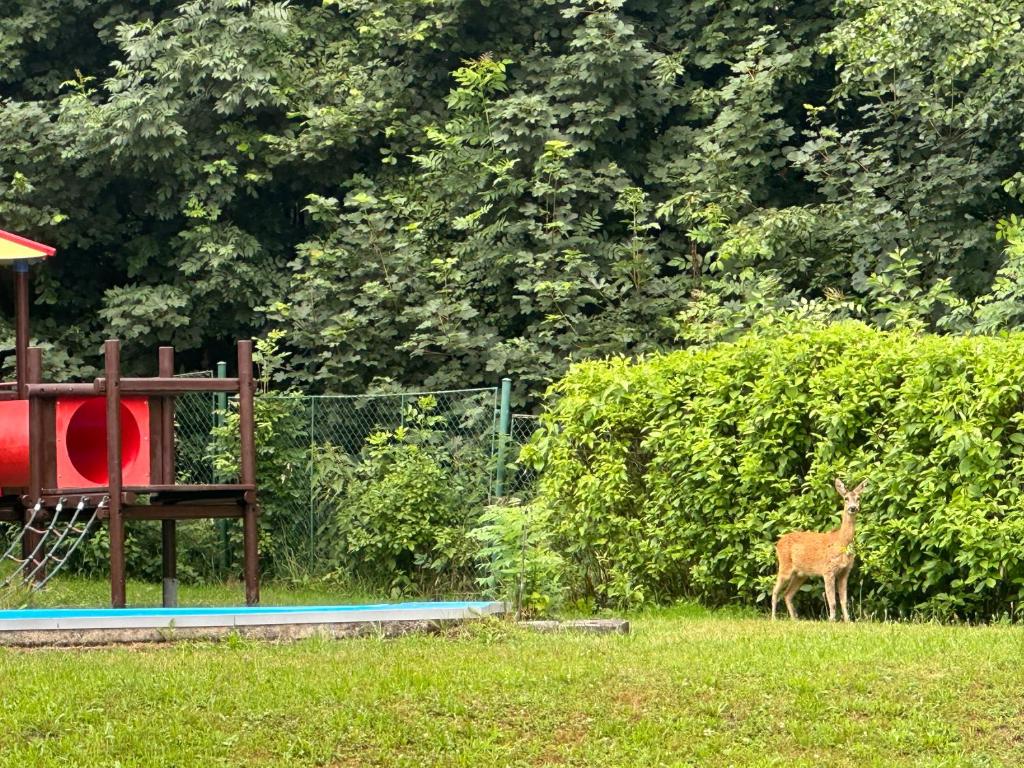 a deer standing in the grass next to a hedge at Olé in Zlatá Olešnice